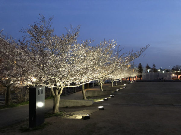 桜ライトアップ 実績写真