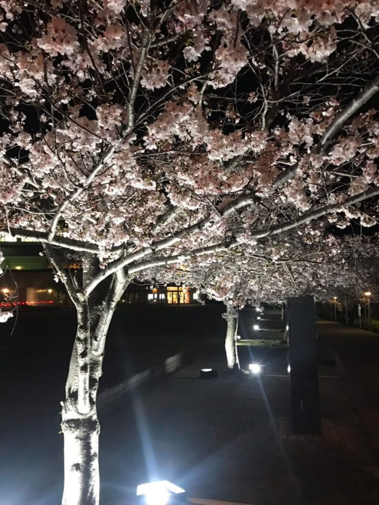 桜ライトアップ 実績写真