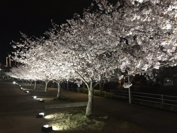 桜ライトアップ 実績写真